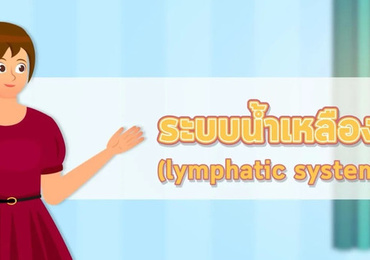 แอนิเมชัน: ระบบน้ำเหลือง (Lymphatic system)